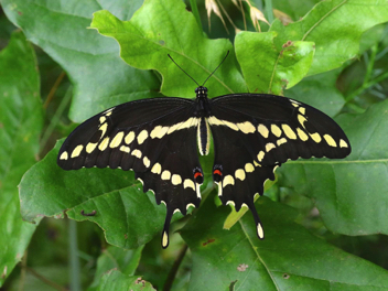 Giant Swallowtail